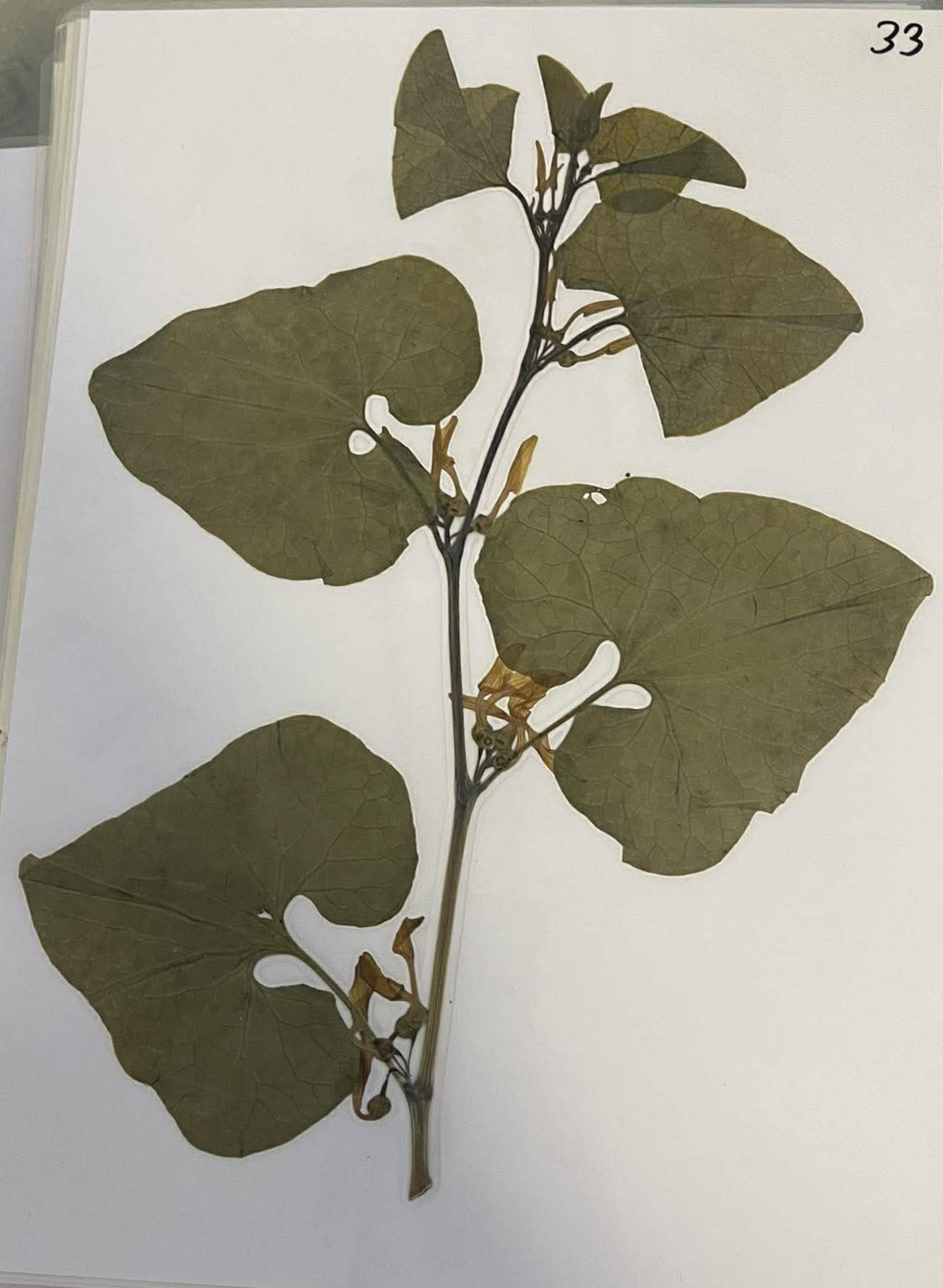 Rastlina Aristolochia clematitis